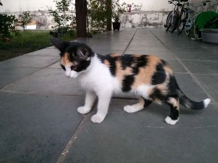 Gato raça vira-latas idade 2 a 6 meses nome Filhotes