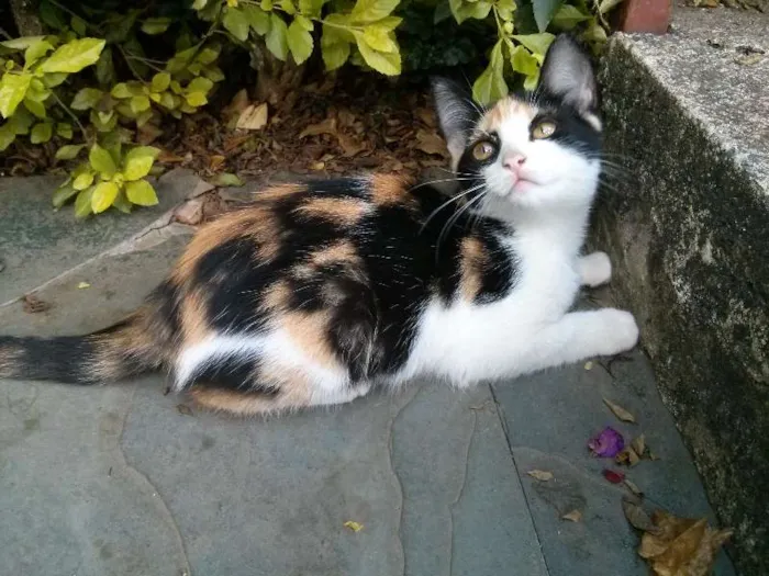 Gato raça vira-latas idade 2 a 6 meses nome Filhotes