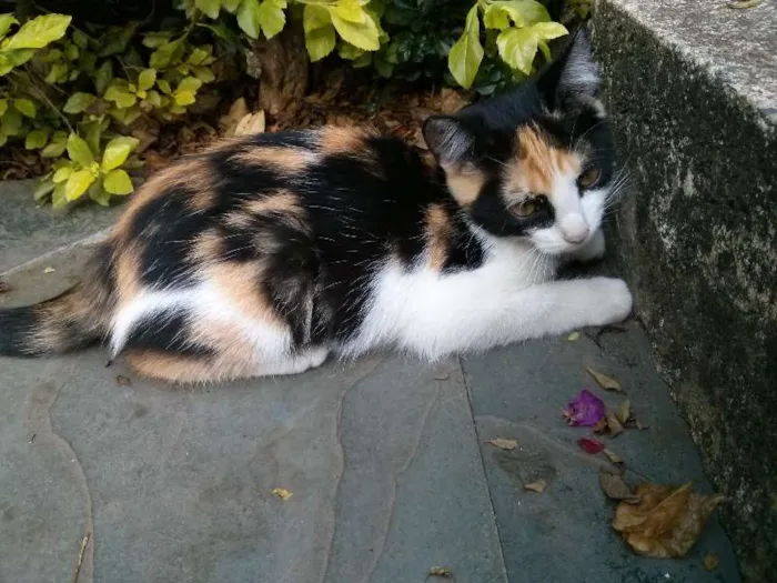 Gato raça vira-latas idade 2 a 6 meses nome Filhotes