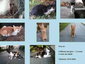 Gato raça vira-latas idade 2 a 6 meses nome Filhotes