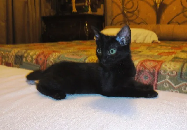 Gato ra a SRD idade 2 a 6 meses nome Tina T