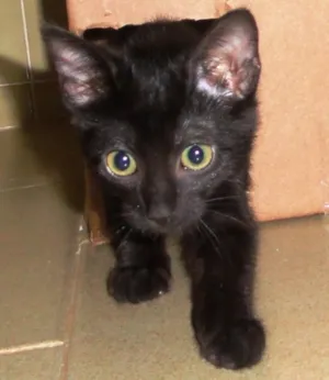 Gato raça SRD idade 2 a 6 meses nome Tina T