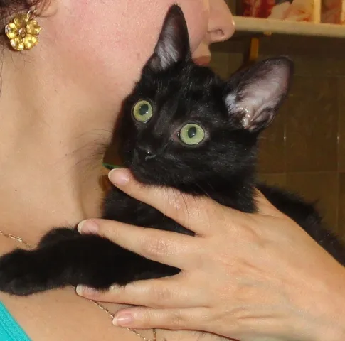 Gato ra a SRD idade 2 a 6 meses nome Tina T