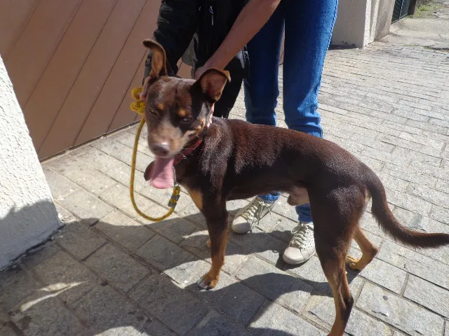 Cachorro ra a srd idade 2 anos nome VELUDO