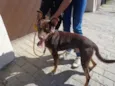 VELUDO