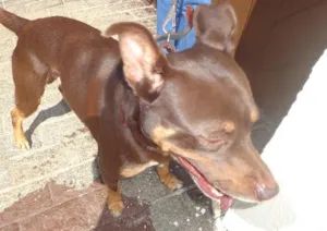 Cachorro raça srd idade 2 anos nome VELUDO