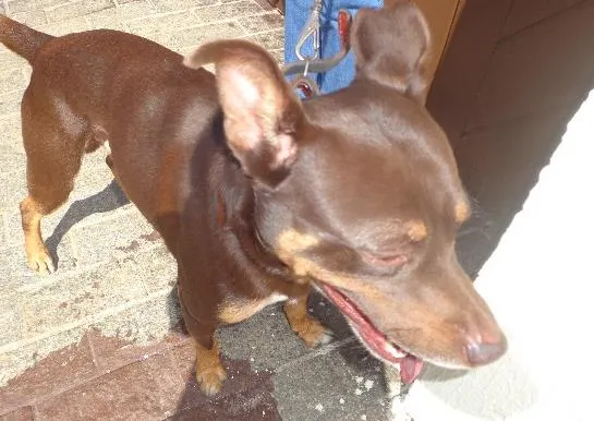 Cachorro ra a srd idade 2 anos nome VELUDO