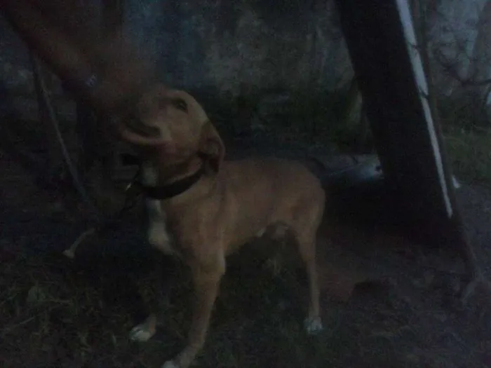 Cachorro ra a SRD idade 5 anos nome Pity