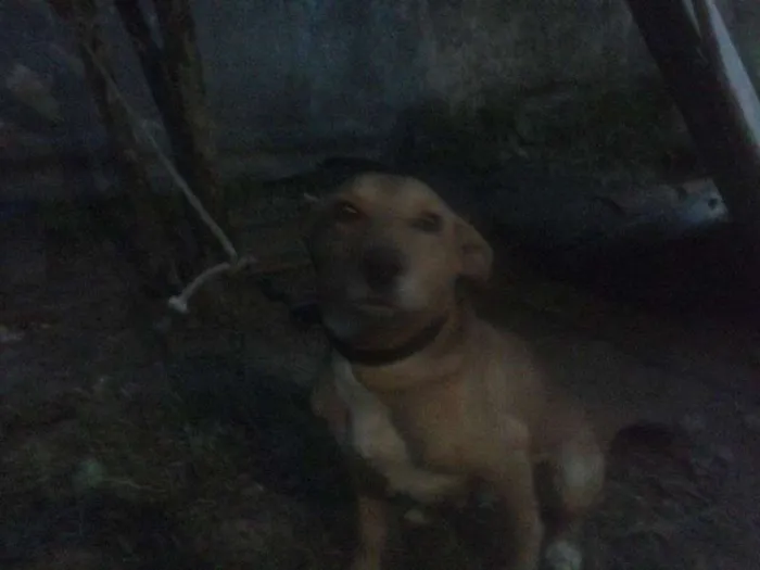 Cachorro ra a SRD idade 5 anos nome Pity