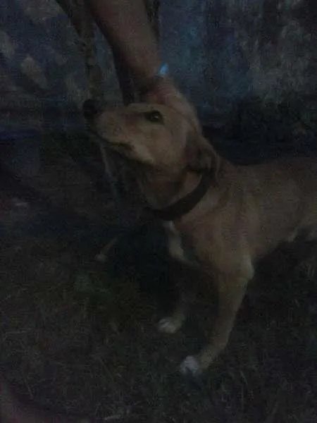 Cachorro ra a SRD idade 5 anos nome Pity