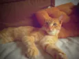 Willy Cat