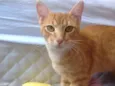 Willy Cat