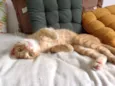 Willy Cat