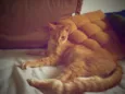Willy Cat