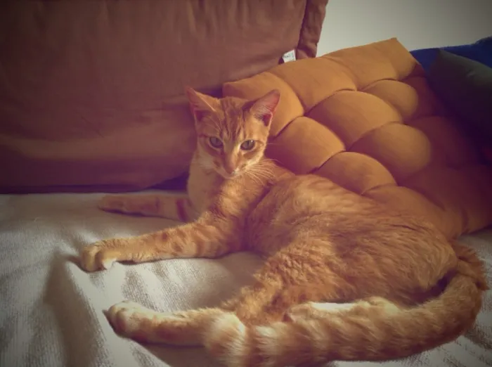 Gato ra a Desconhecida idade 7 a 11 meses nome Willy Cat