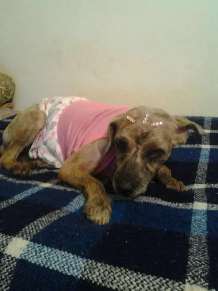 Cachorro ra a SRD idade 3 anos nome Lili