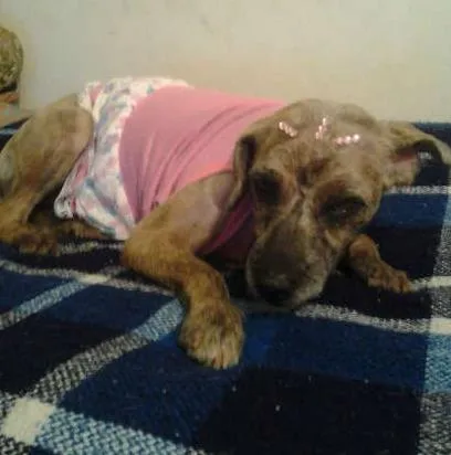 Cachorro ra a SRD idade 3 anos nome Lili