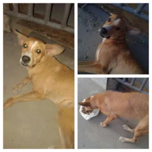 Cachorro raça  idade  nome Não possui