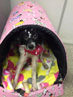 Cachorro raça  idade 7 a 11 meses nome Dodo