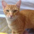 Willy Cat