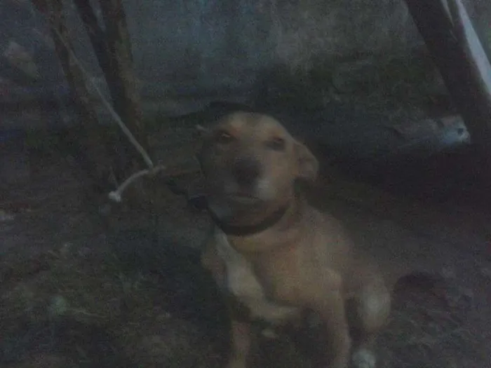 Cachorro ra a SRD idade 5 anos nome Pity