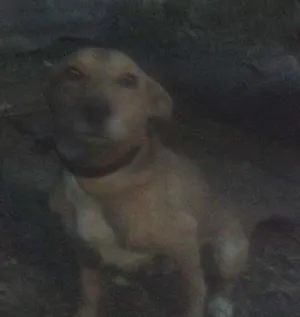 Cachorro raça SRD idade 5 anos nome Pity