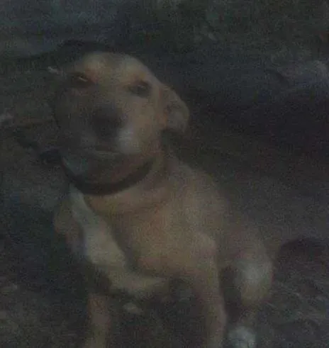 Cachorro ra a SRD idade 5 anos nome Pity