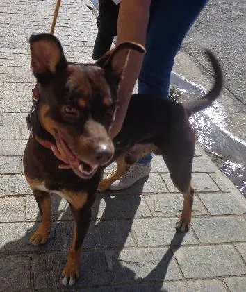 Cachorro ra a srd idade 2 anos nome VELUDO
