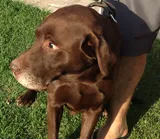 Cachorro ra a Labrador idade 6 ou mais anos nome Choco