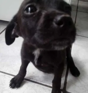 Cachorro raça SRD idade Abaixo de 2 meses nome Frihda