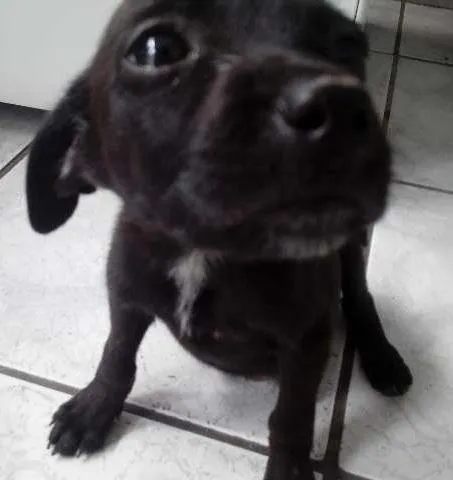 Cachorro ra a SRD idade Abaixo de 2 meses nome Frihda
