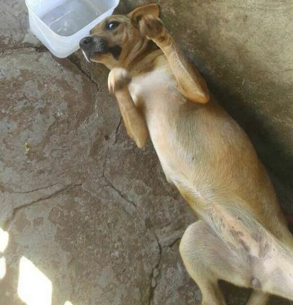 Cachorro ra a Vira-Lata idade  nome Yellow