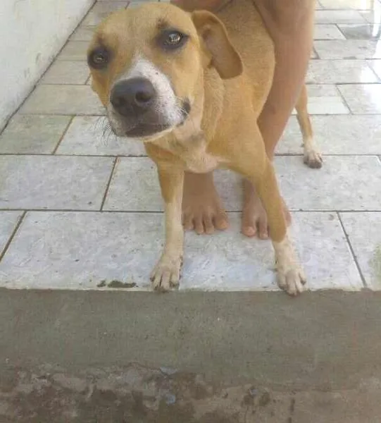 Cachorro ra a Vira-Lata idade  nome Yellow