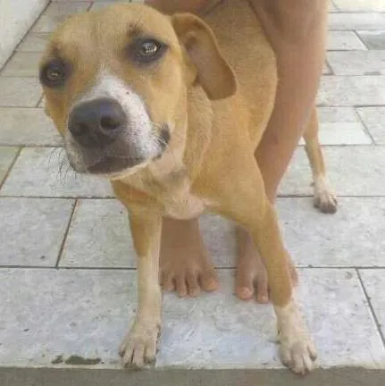 Cachorro ra a Vira-Lata idade  nome Yellow