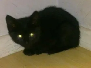 Gato raça srd idade 2 a 6 meses nome yang