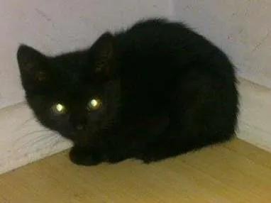 Gato ra a srd idade 2 a 6 meses nome yang