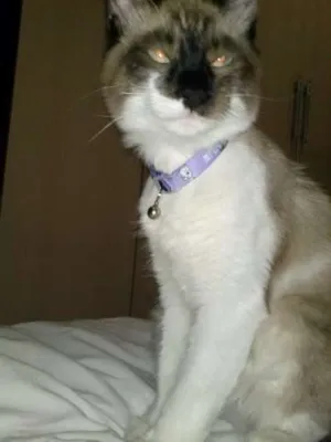 Gato raça Siamês idade 1 ano nome Flux