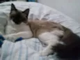 Gato raça Siamês idade 1 ano nome Flux