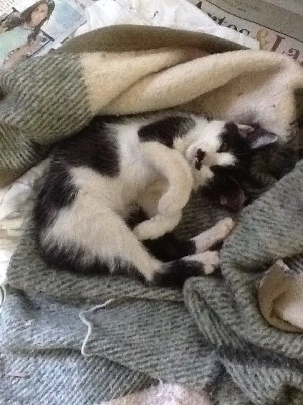 Gato ra a  idade Abaixo de 2 meses nome Neko