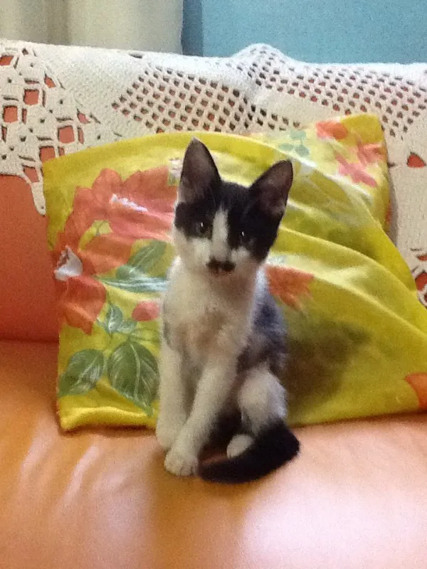 Gato ra a  idade Abaixo de 2 meses nome Neko