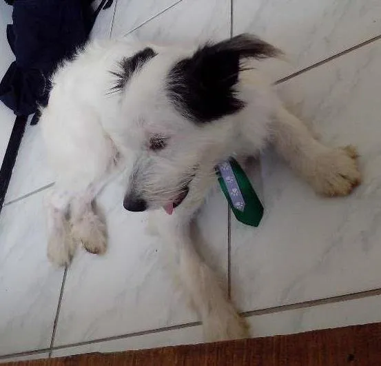 Cachorro ra a vl idade 1 ano nome sem nome