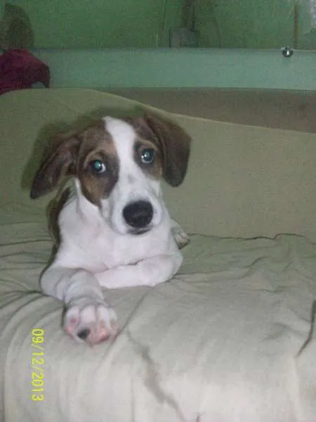Cachorro ra a fox paulista idade 7 a 11 meses nome Bolt