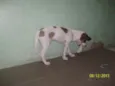Bolt