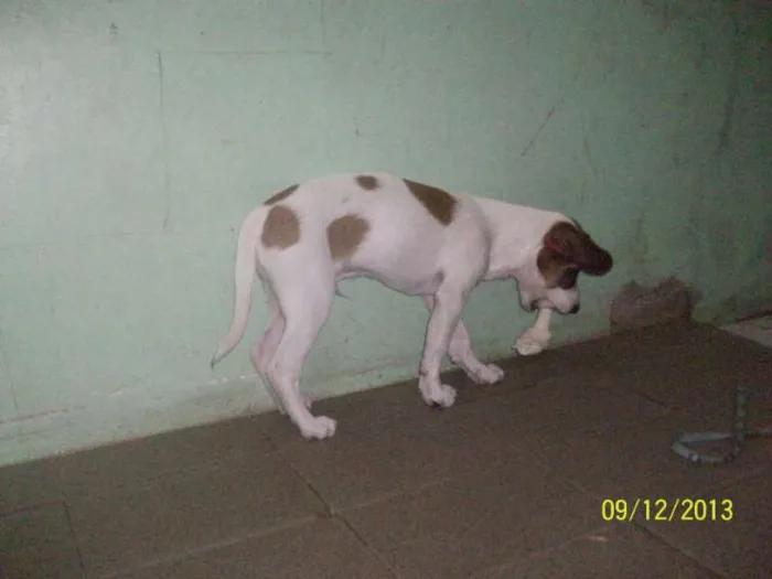 Cachorro ra a fox paulista idade 7 a 11 meses nome Bolt