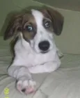 Bolt