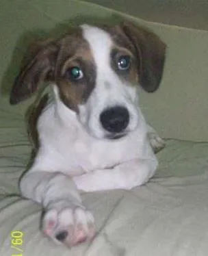 Cachorro ra a fox paulista idade 7 a 11 meses nome Bolt
