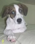Bolt