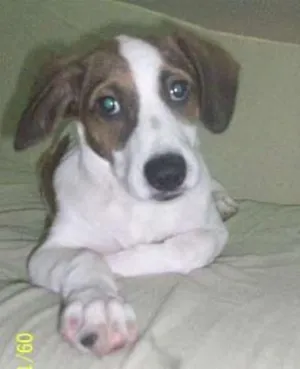 Cachorro raça fox paulista idade 7 a 11 meses nome Bolt