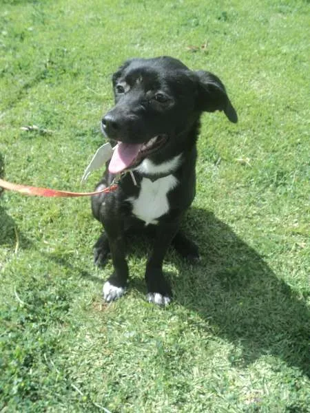 Cachorro ra a SRD idade 7 a 11 meses nome Katniss