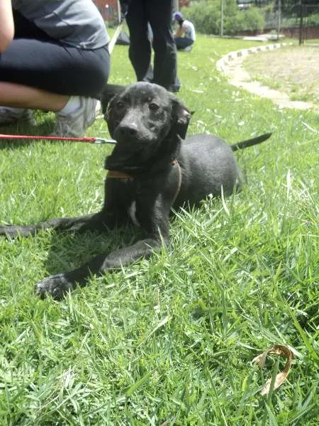 Cachorro ra a SRD idade 2 a 6 meses nome Centeio